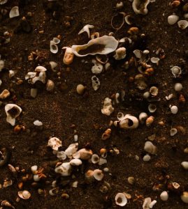 Coquillages sur sable plage penestin